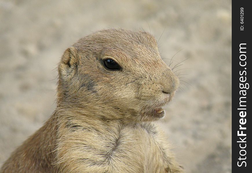 One of the prairie dogs in the zoo of Budapest.
