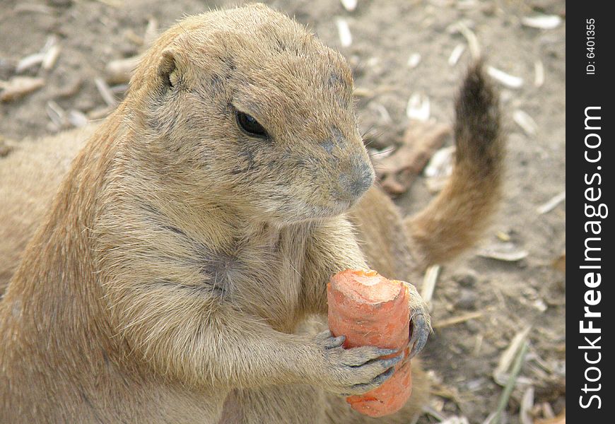 A prairie dog having lunch in the zoo