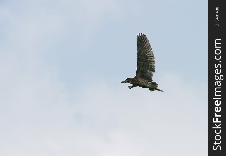 The flight bird with blue sky background