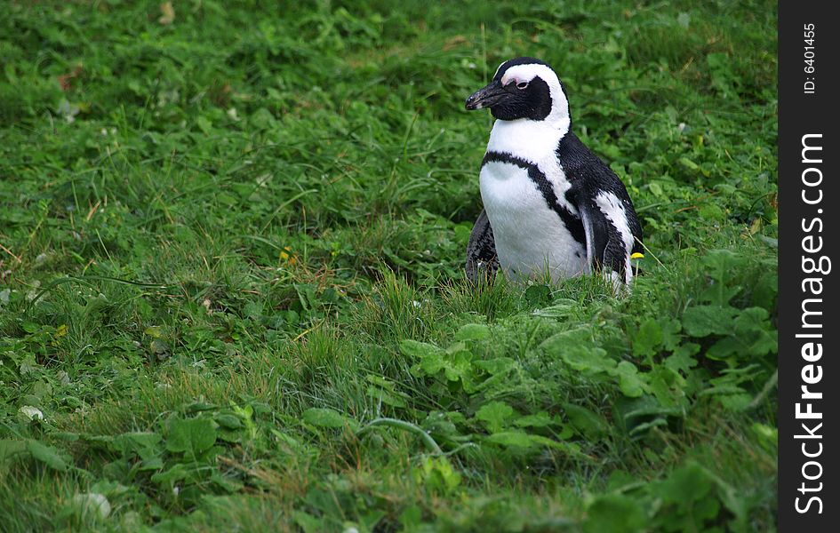 A lone Penguin in some green vegetation at a Penguin Sanctuary