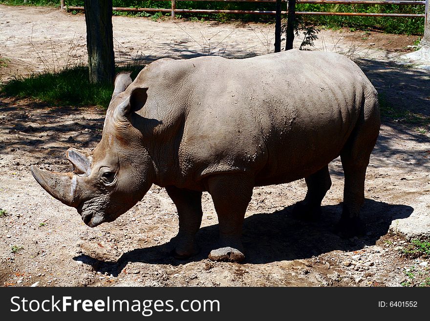 A White Rhinoceros covered in mud and photographed from the side.