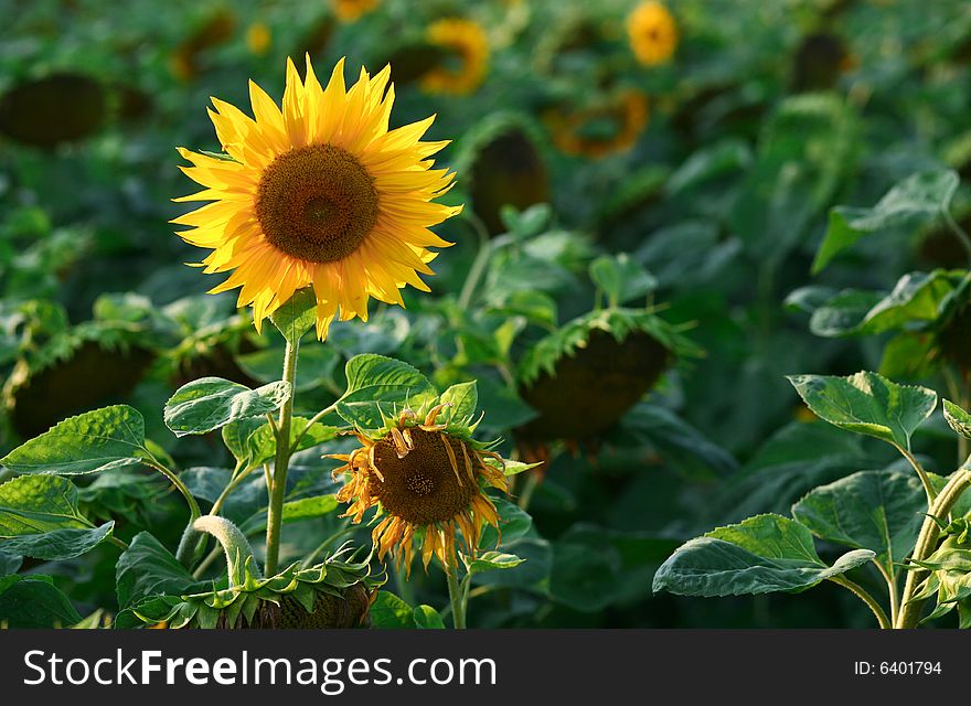 An image of yellow sunflower on green background. An image of yellow sunflower on green background