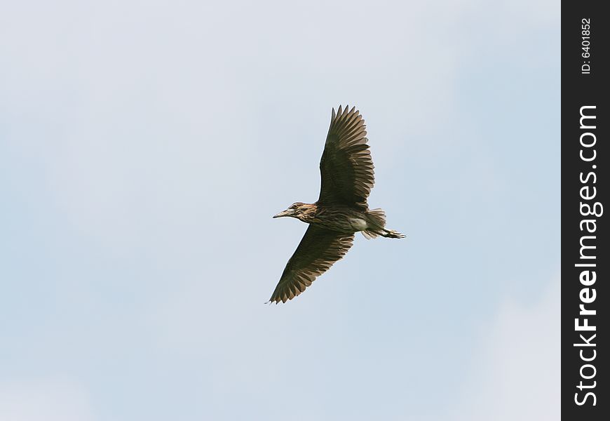 The flight bird with blue sky background