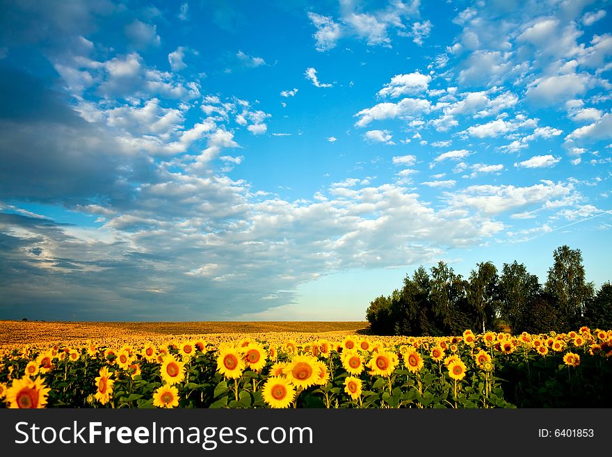 Yellow field of sunflowers under sky with clouds