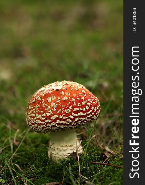 Autumn Scene: Fly Agaric Mushroom