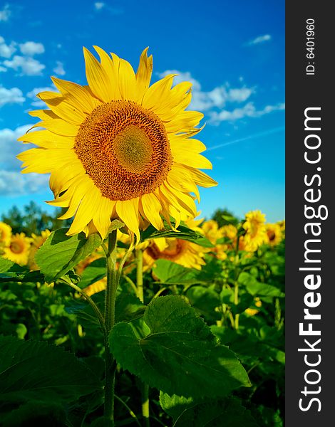 An image of yellow sunflower on a field. An image of yellow sunflower on a field