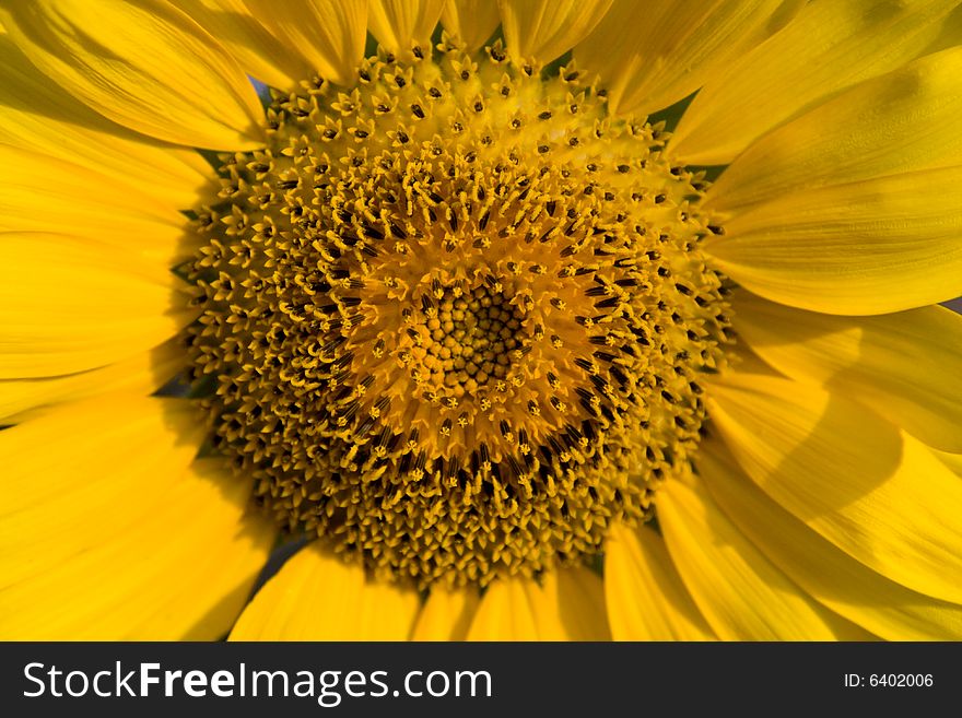 Macro Shot of Sunflower in a Field. Macro Shot of Sunflower in a Field