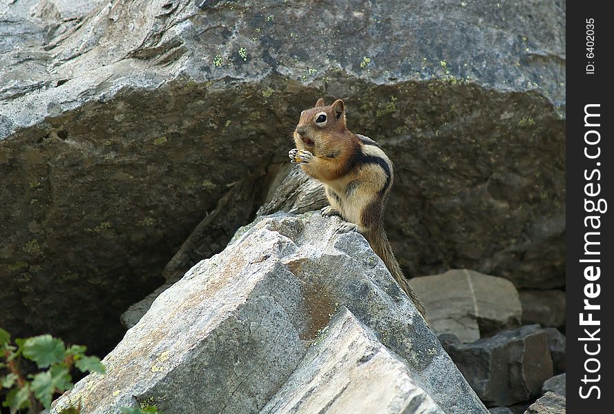 A happy chipmunk fills his cheeks with food while sitting on a rock. A happy chipmunk fills his cheeks with food while sitting on a rock.