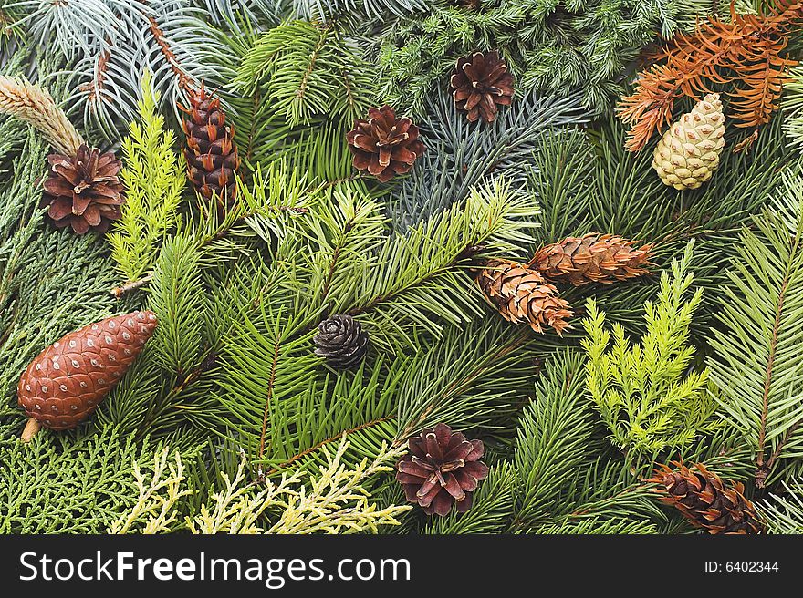 Christmas background made with branches of pines