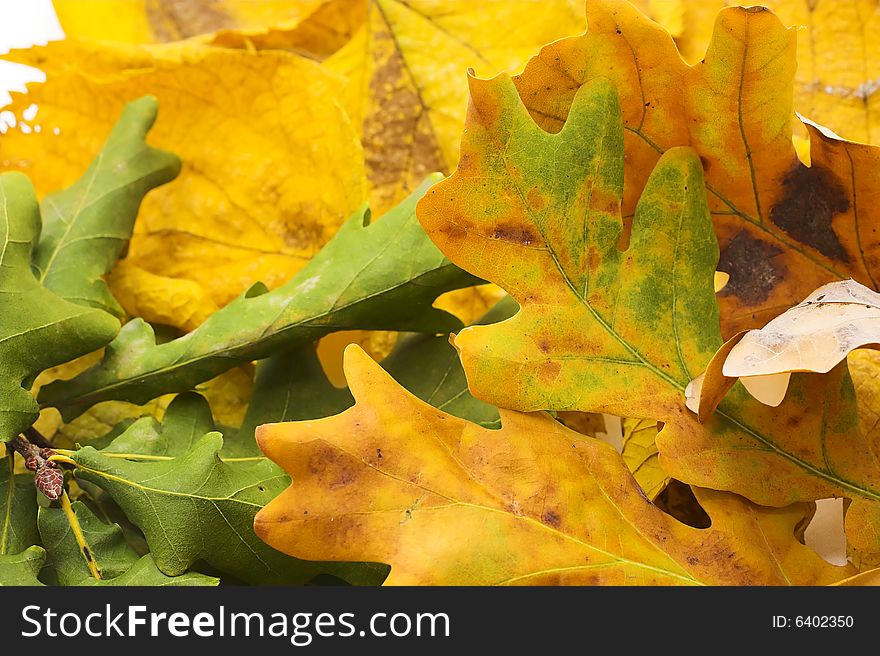 Autumn Leaves,closeup