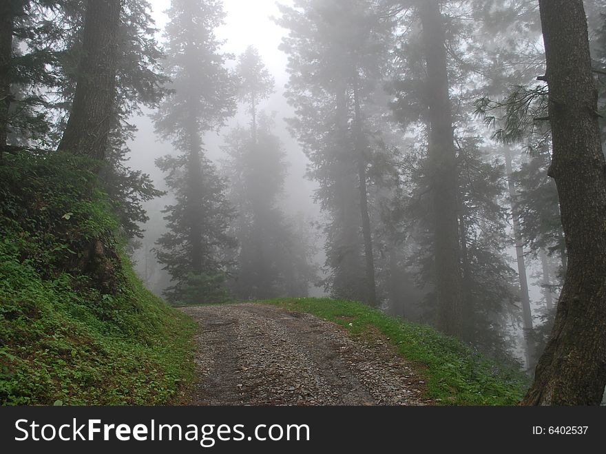 A road track in thick forest