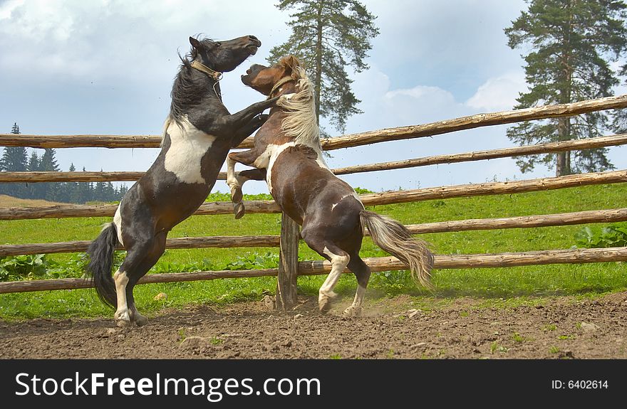 Two stallions in fight at farm. Two stallions in fight at farm
