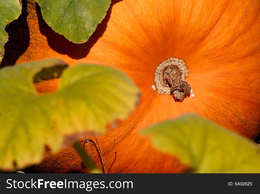 Close up shot of one large pumpkin in pumpkin field