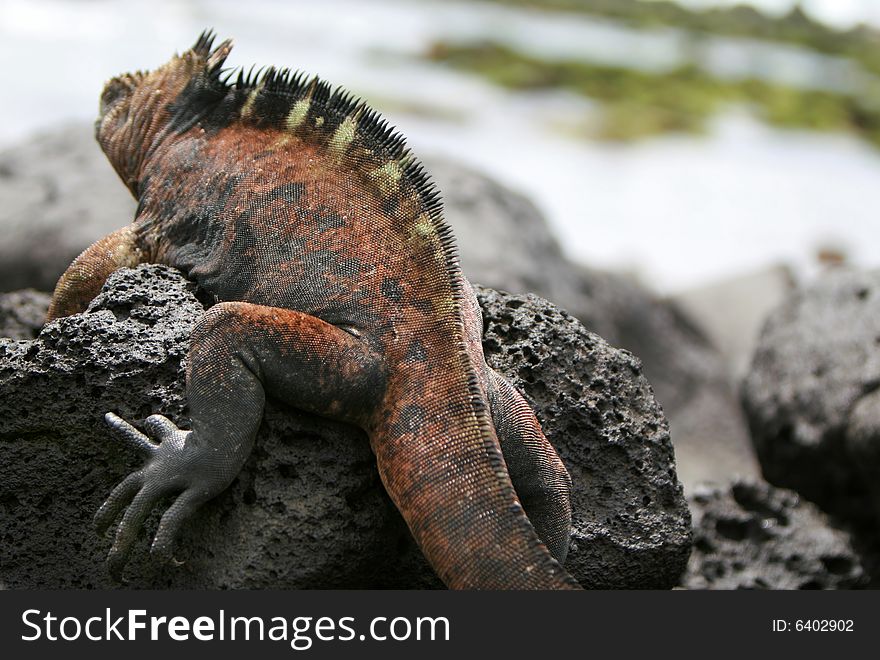 A marine iguana looks out over the tidal pools on the shores of the Galapagos Islands