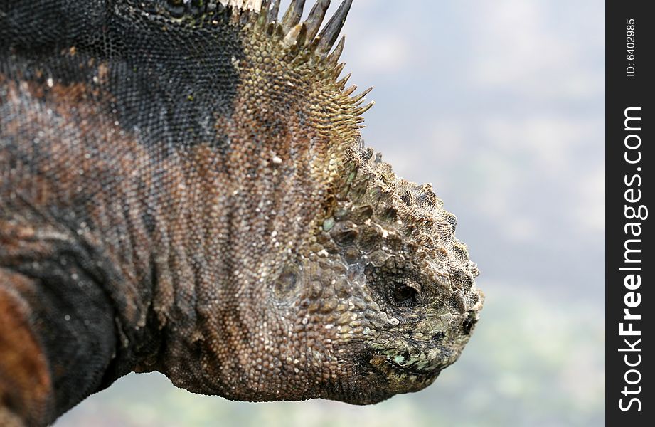 Close up head shot of a galapagos marine iguana