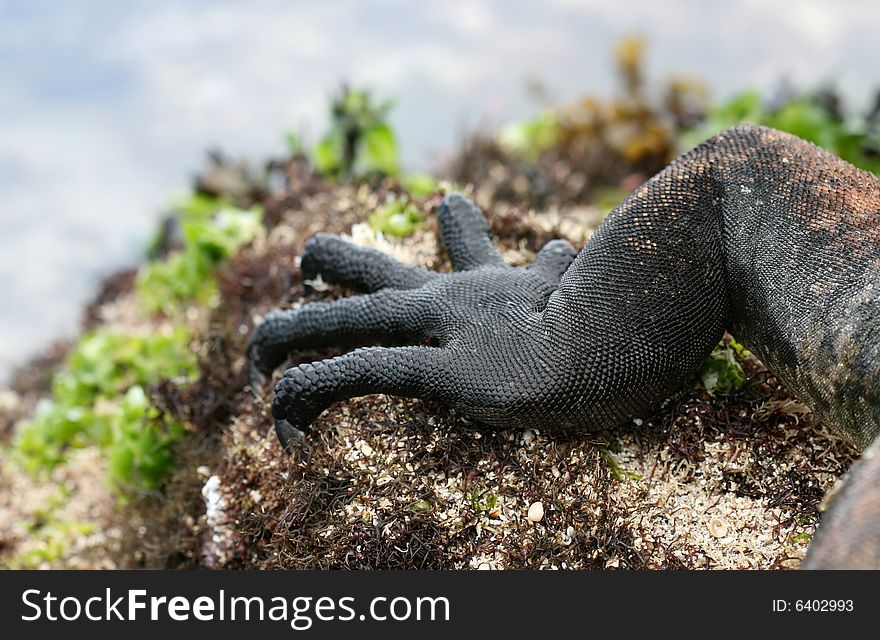 Close up claws on a marine iguana. Close up claws on a marine iguana