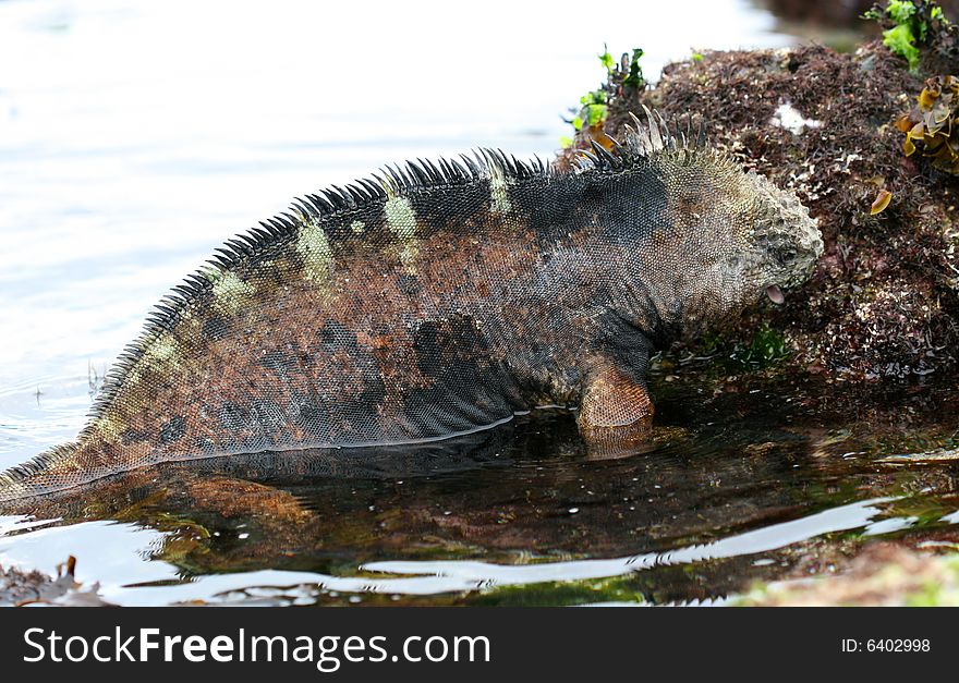 A marine iguana licking a rock for food. A marine iguana licking a rock for food