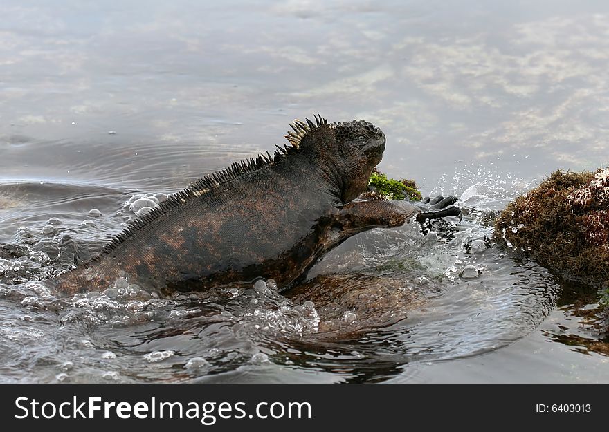 A marine iguana climbing out of the sea