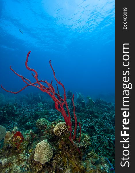 Row pore rope sponge (Alpysina cauliformis)erect on coral reef