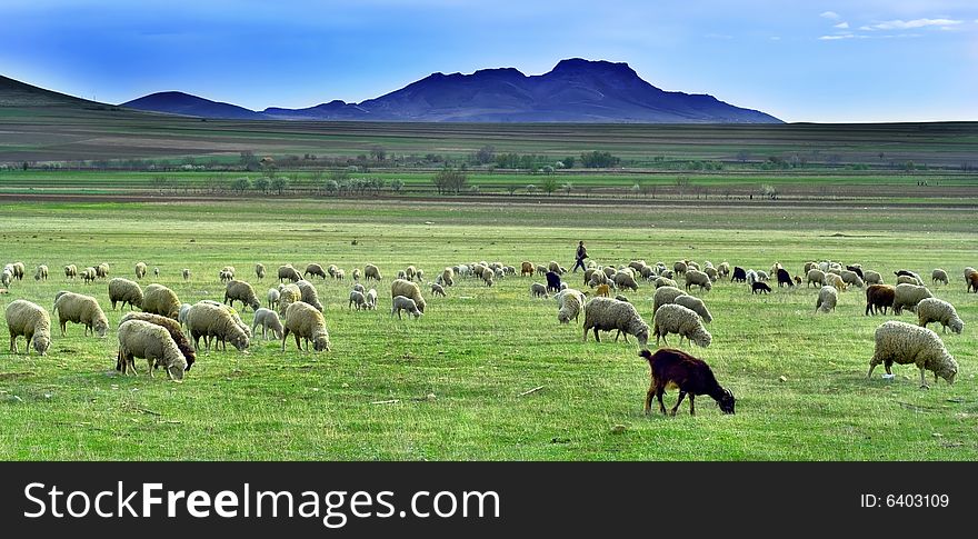 moving of a mob of sheep into pastures. moving of a mob of sheep into pastures