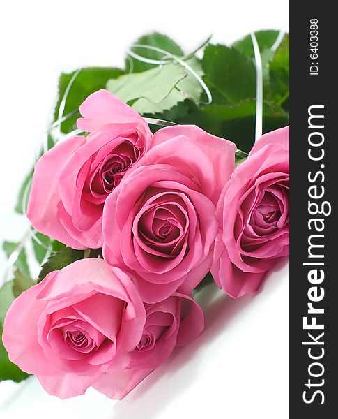 Five pink roses isolated on white background