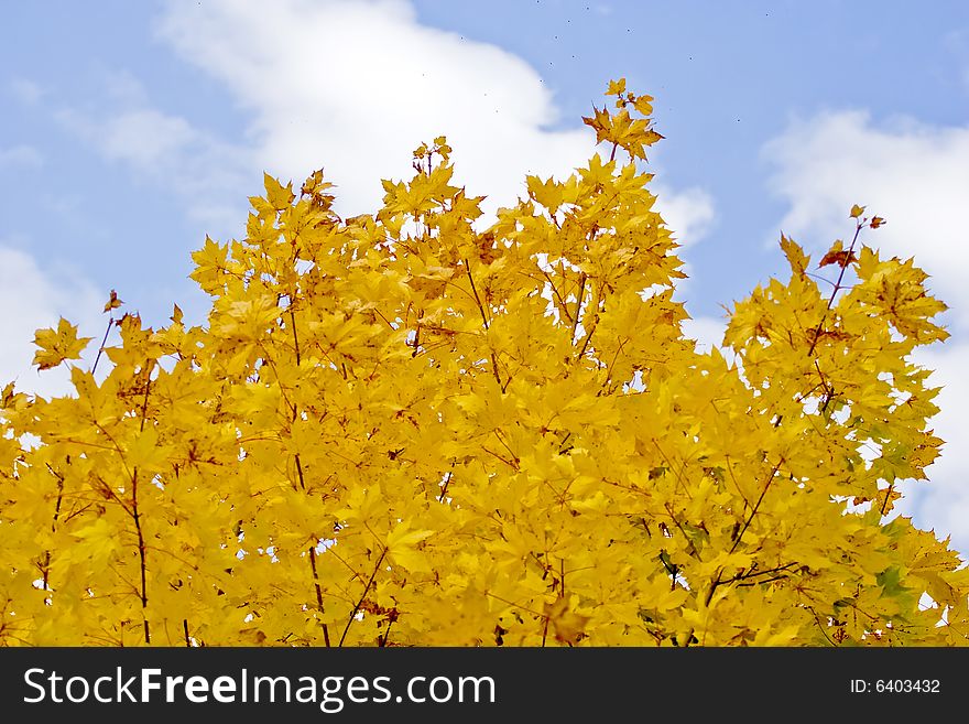 Autumn maple leaves on a blue sky. Autumn maple leaves on a blue sky