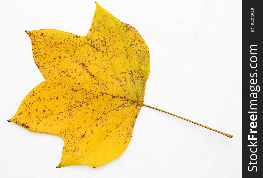 Autumn maple leaf on a white background. Autumn maple leaf on a white background