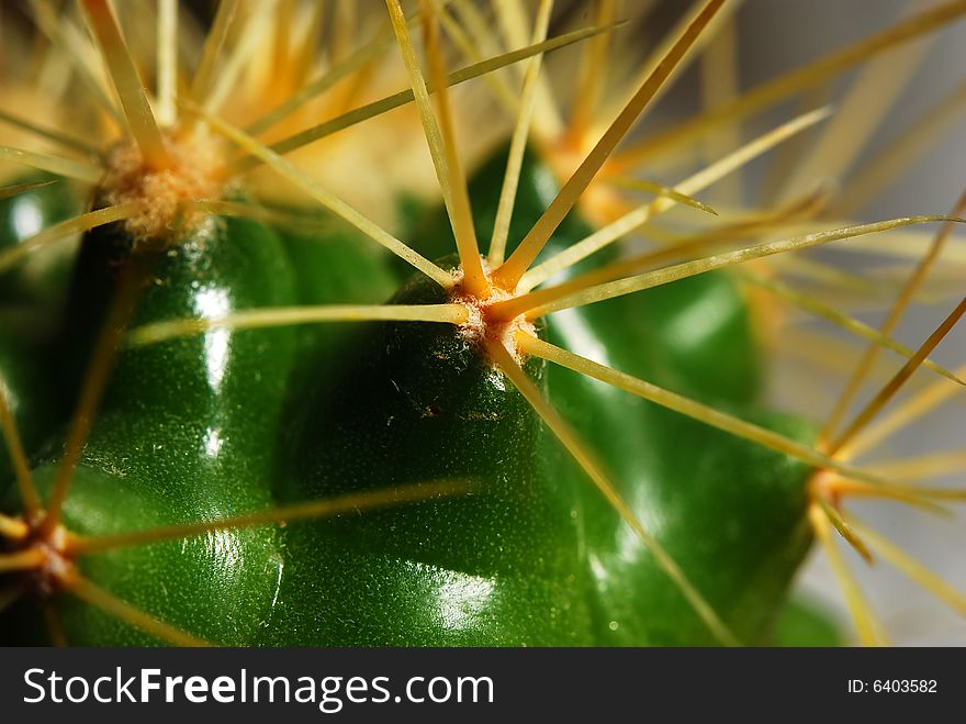 Green cactus with  sharp yellow thorn