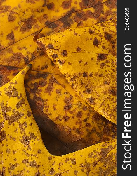 Colorful autumn leaf, grunge efect