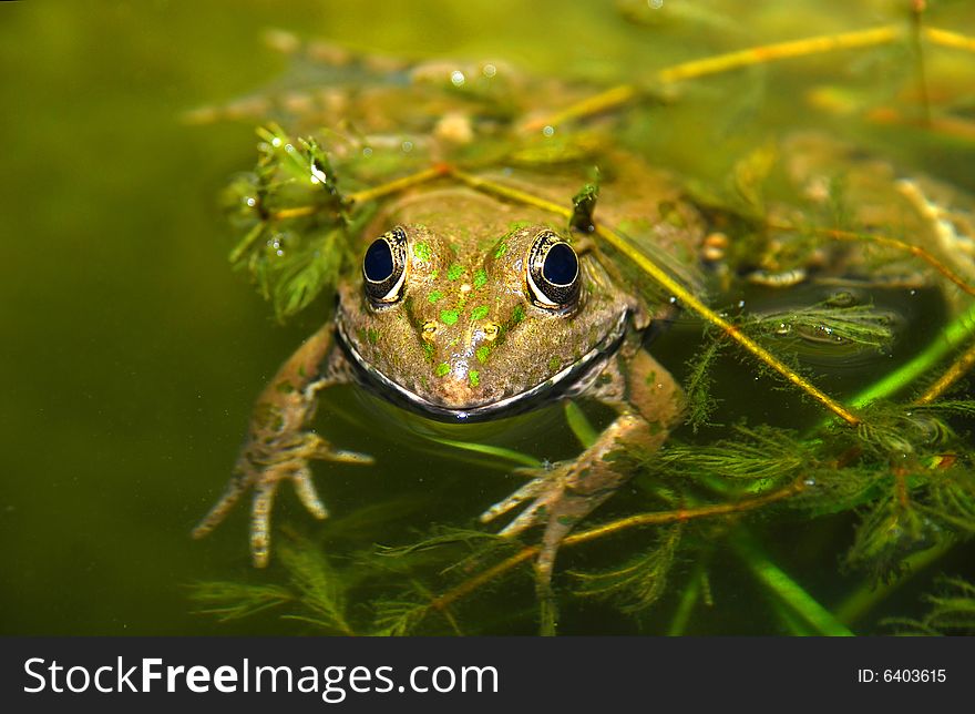 Green rana is swimming in pond