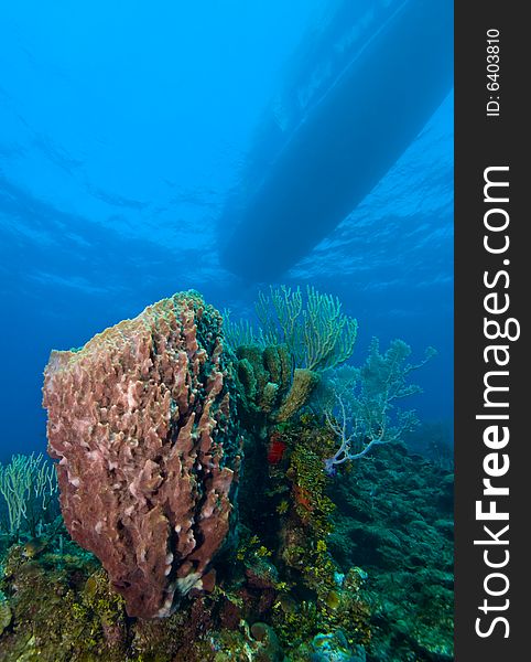 Giant Barrel Sponge(xestospongia muta) filter feeding on coral reef