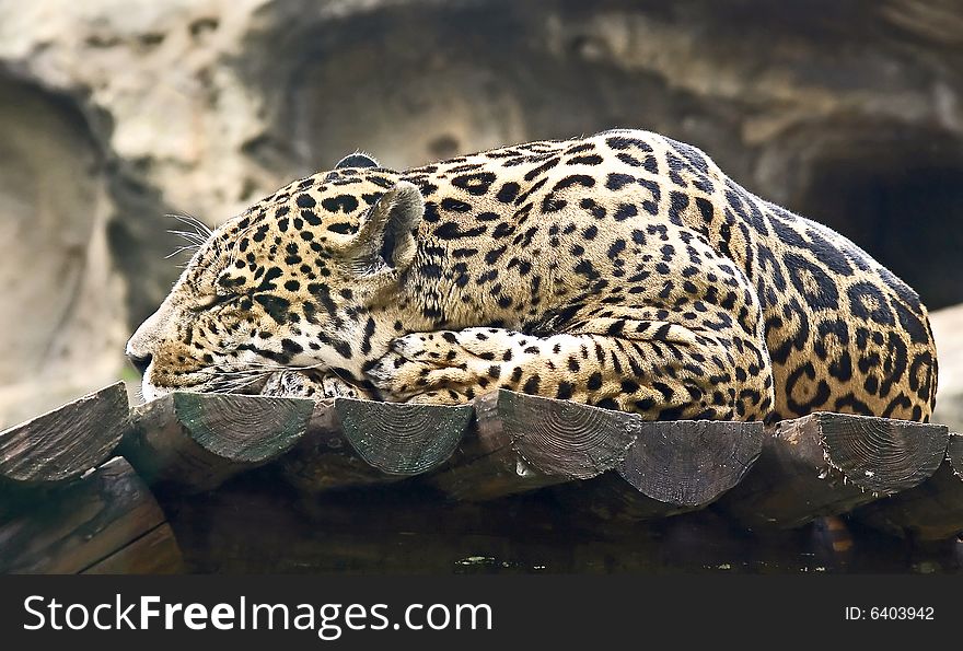 Portrait of nice sleeping leopard. Portrait of nice sleeping leopard