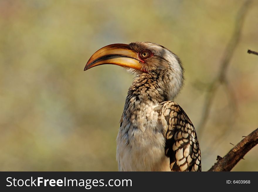 A Southern Yellowbilled Hornbill photographed in South Africa. A Southern Yellowbilled Hornbill photographed in South Africa.