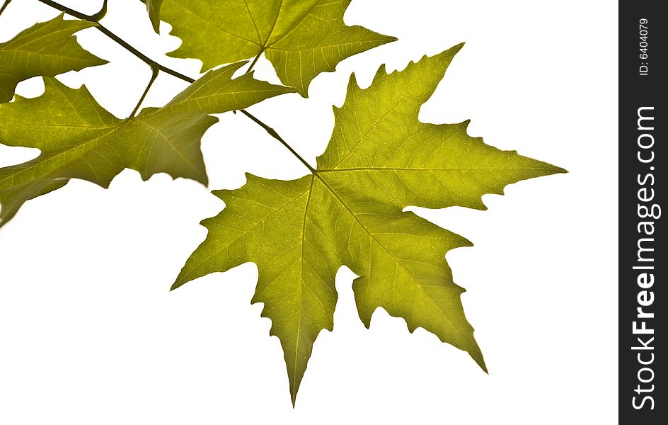 Closeup of tree's branch, autumn leaves over white. Closeup of tree's branch, autumn leaves over white