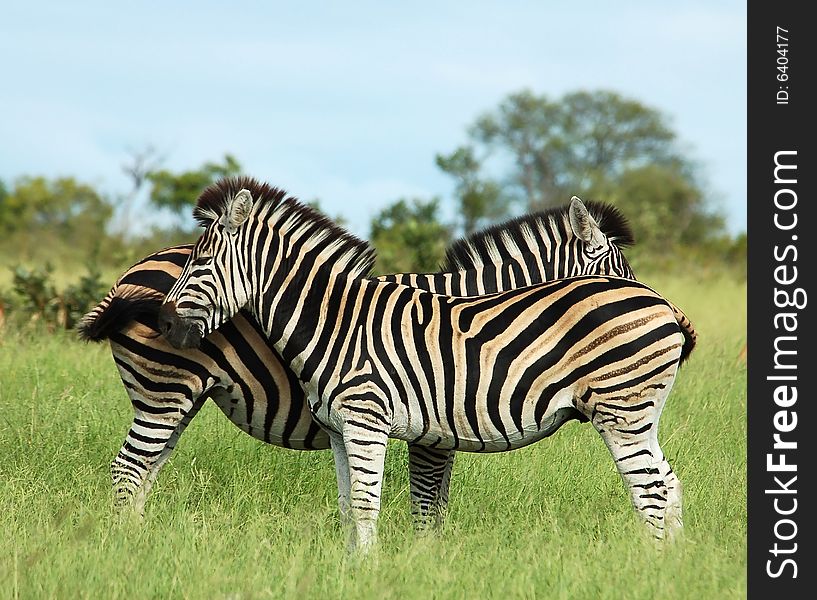 Burchell's Zebras (Equus quagga burchelli) in the Kruger Park, Africa.