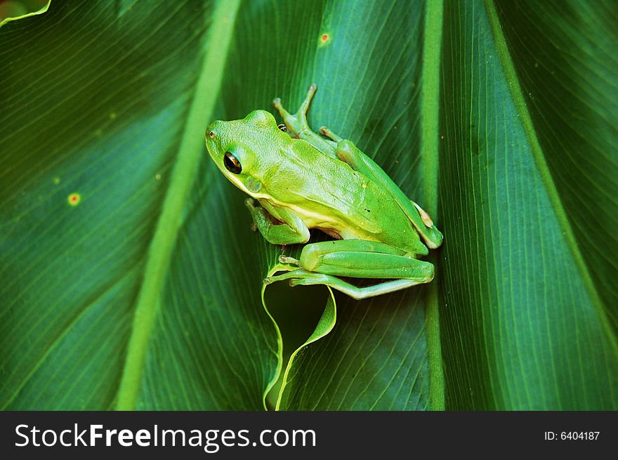 Green frog on green leaf