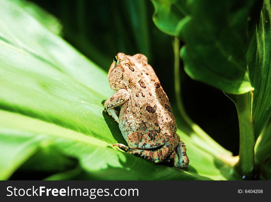 Brown toad on green leaf
