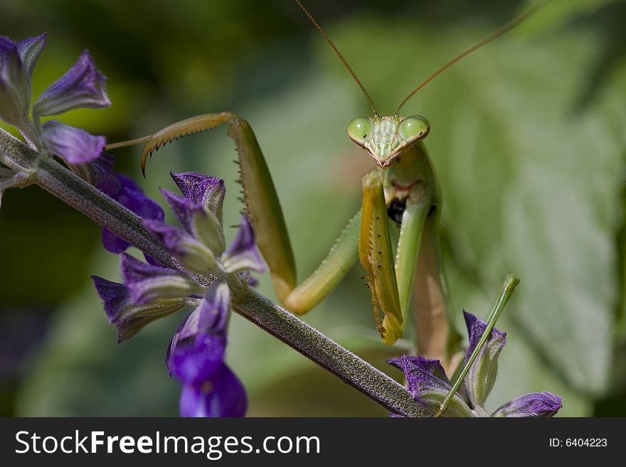 Praying Mantis, Chinese Mantis (Tenodera aridifolia sinensis) on purple flowers