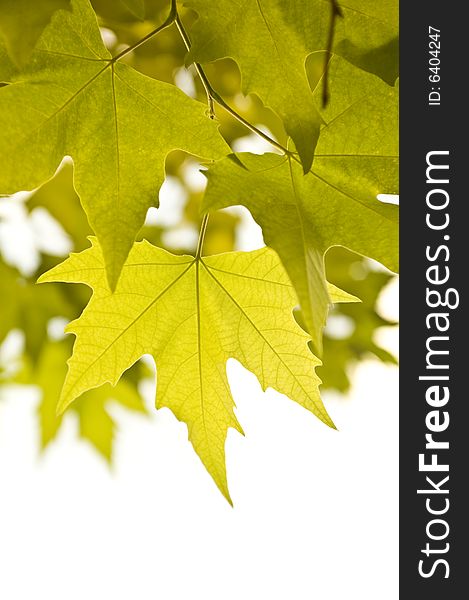 Closeup of few yellow-green autumn leaves over white background