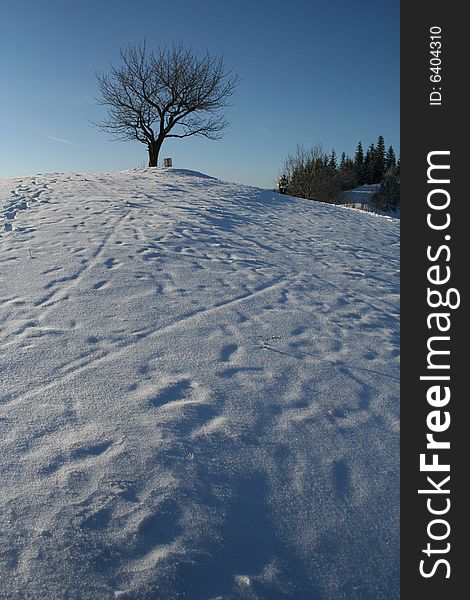 Winter in mountains. Tree on the top of the mountain in Beskidy, Poland. Winter in mountains. Tree on the top of the mountain in Beskidy, Poland.