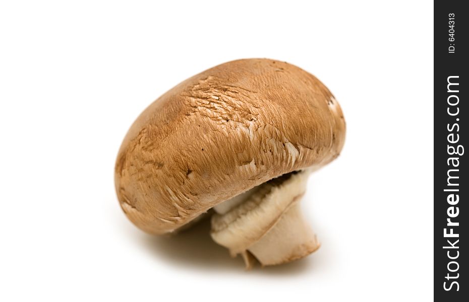 Single Brown Champignon