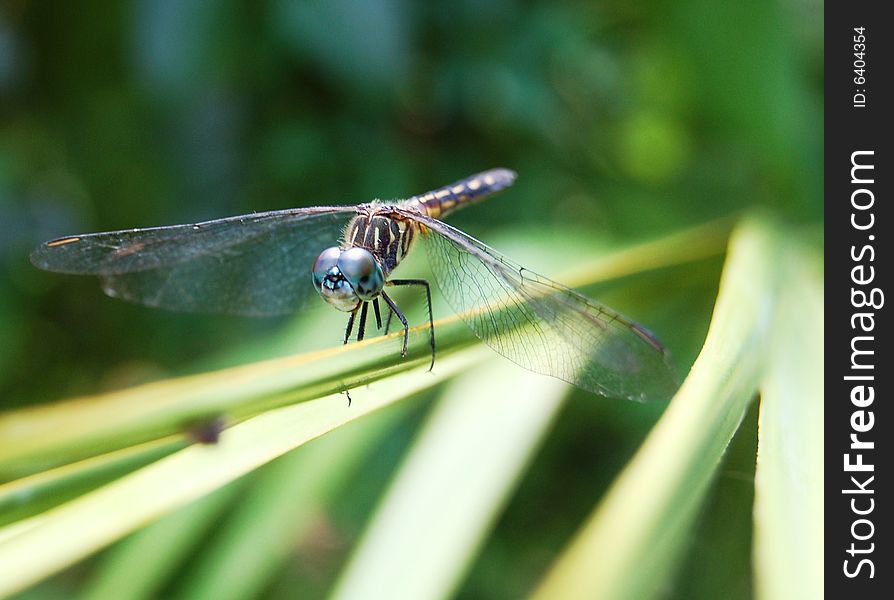 Dragonfly on a green palm leaf