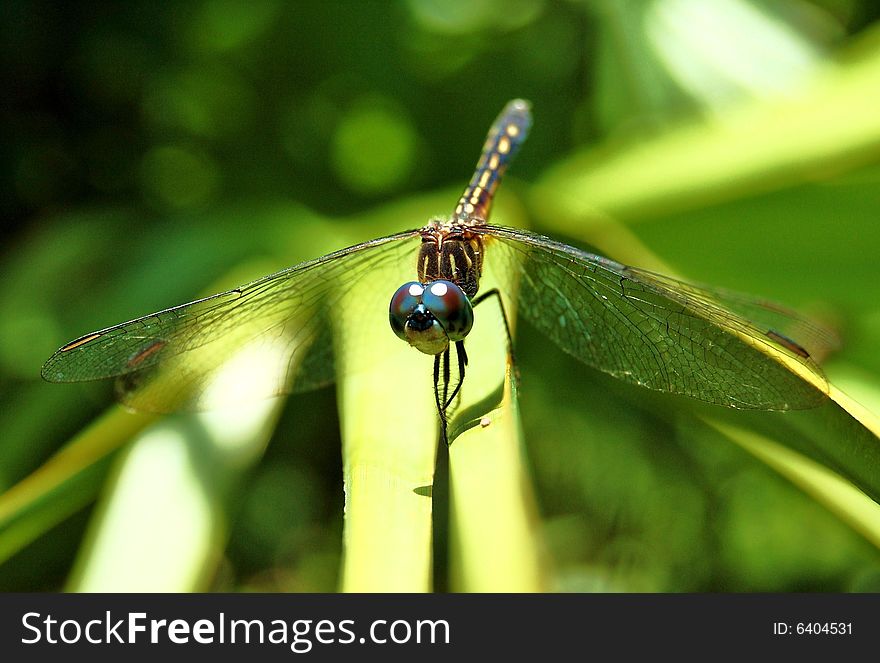 Dragonfly on a green palm leaf