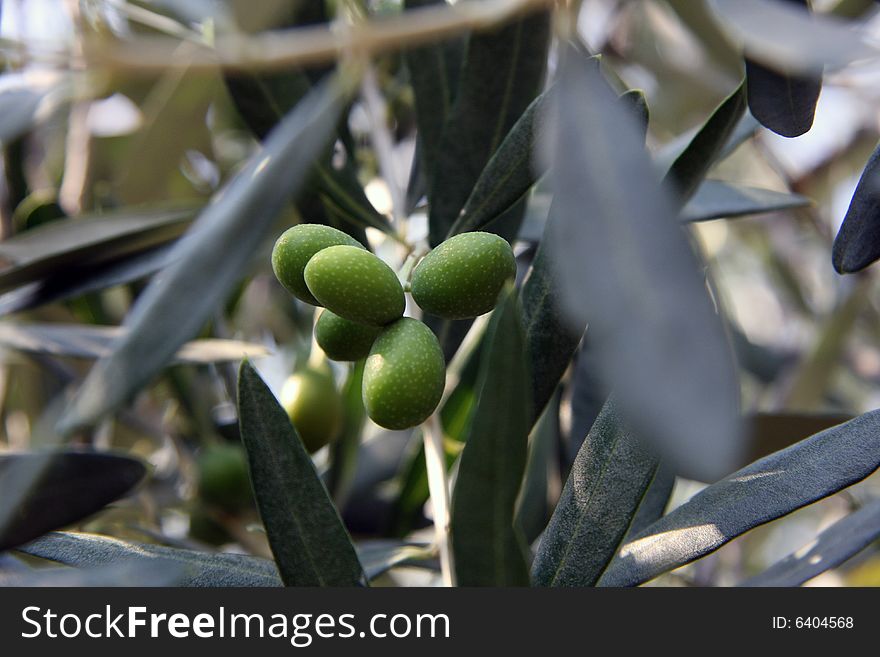 Cluster Of Olives Between Leaves