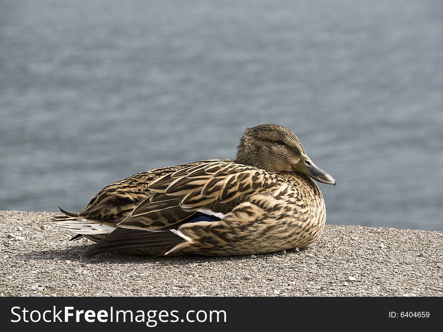 Brown female mallard duck sitting at a lake. Water in background. Brown female mallard duck sitting at a lake. Water in background.