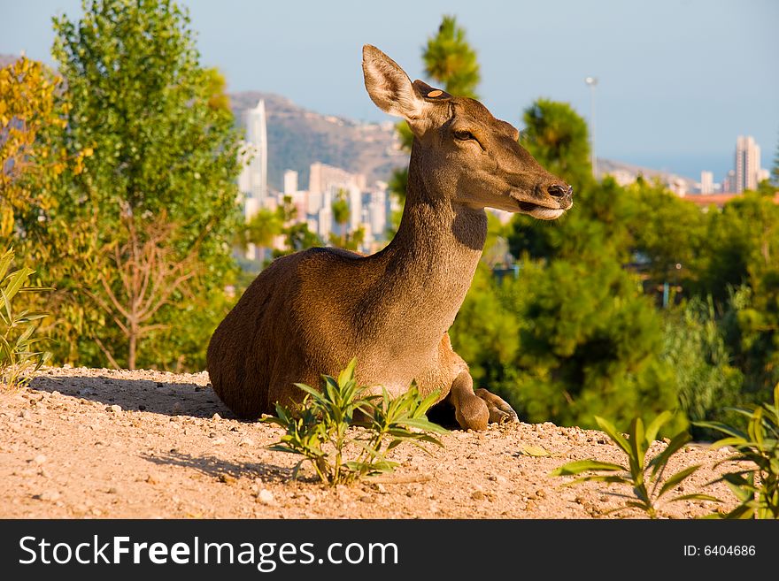 Deer laying on a hill, Terra Natura, Spain