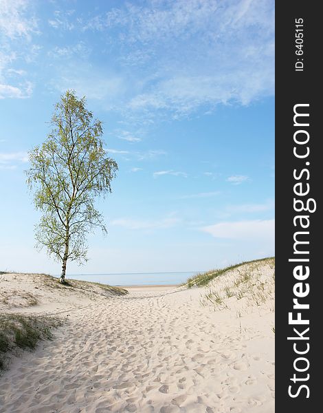 Alone tree on a sandy beach (Latvia). Alone tree on a sandy beach (Latvia)