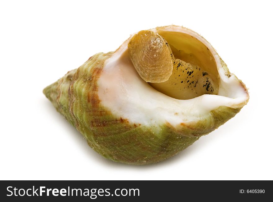 Single cooked shell on white background