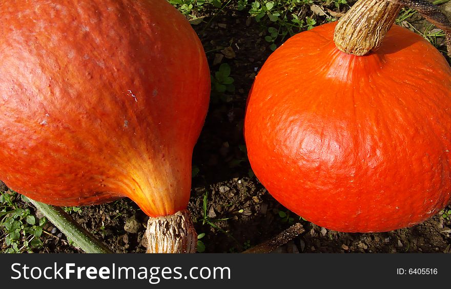 Two Hokkaido Pumpkins lying in a garden