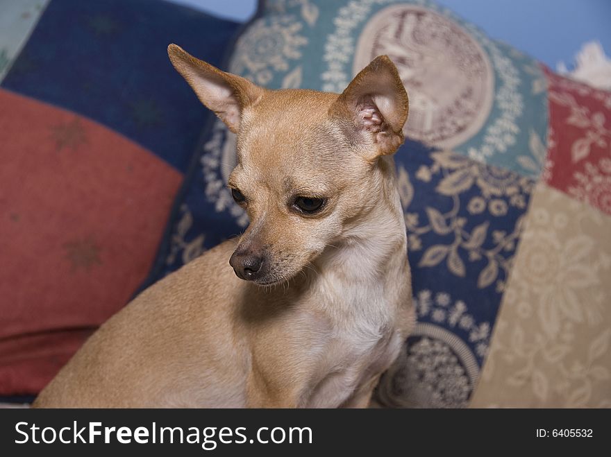 A fawn colored chihuahua sitting with some patchwork pillows and looking to the side. A fawn colored chihuahua sitting with some patchwork pillows and looking to the side